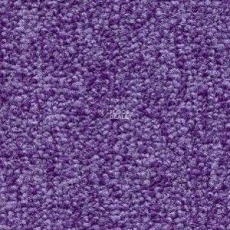Radici Trotter Viola 2421 фото 1 | FLOORDEALER